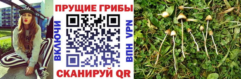 Купить Усолье-Сибирское Галлюциногенные грибы Psilocybine cubensis